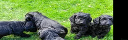 Cockapoo dogs for sale: Cockapoo pups - Advert 2