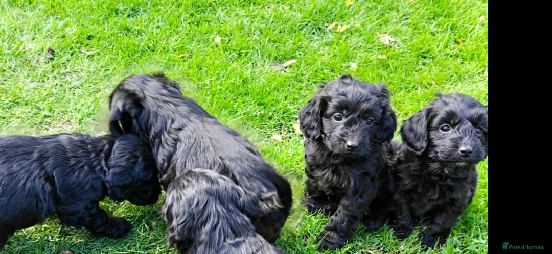 Cockapoo dogs for sale: Cockapoo pups - Advert 2