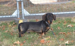 Miniature Dachshund dogs for sale: Miniature Wirehaired Dachshund Boy and Girl in Stowmarket - Image 8