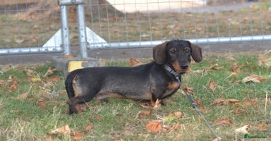Miniature Dachshund dogs in Stowmarket - Advert 8