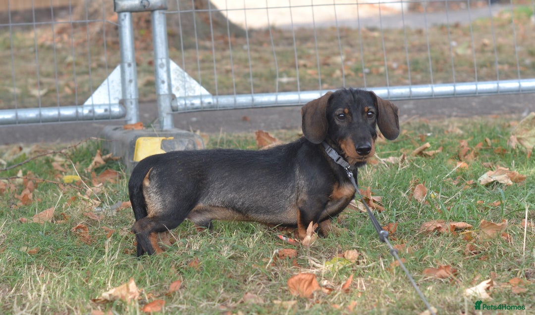 Miniature Dachshund dogs for sale: Miniature Wirehaired Dachshund Boy and Girl in Stowmarket - Image 8