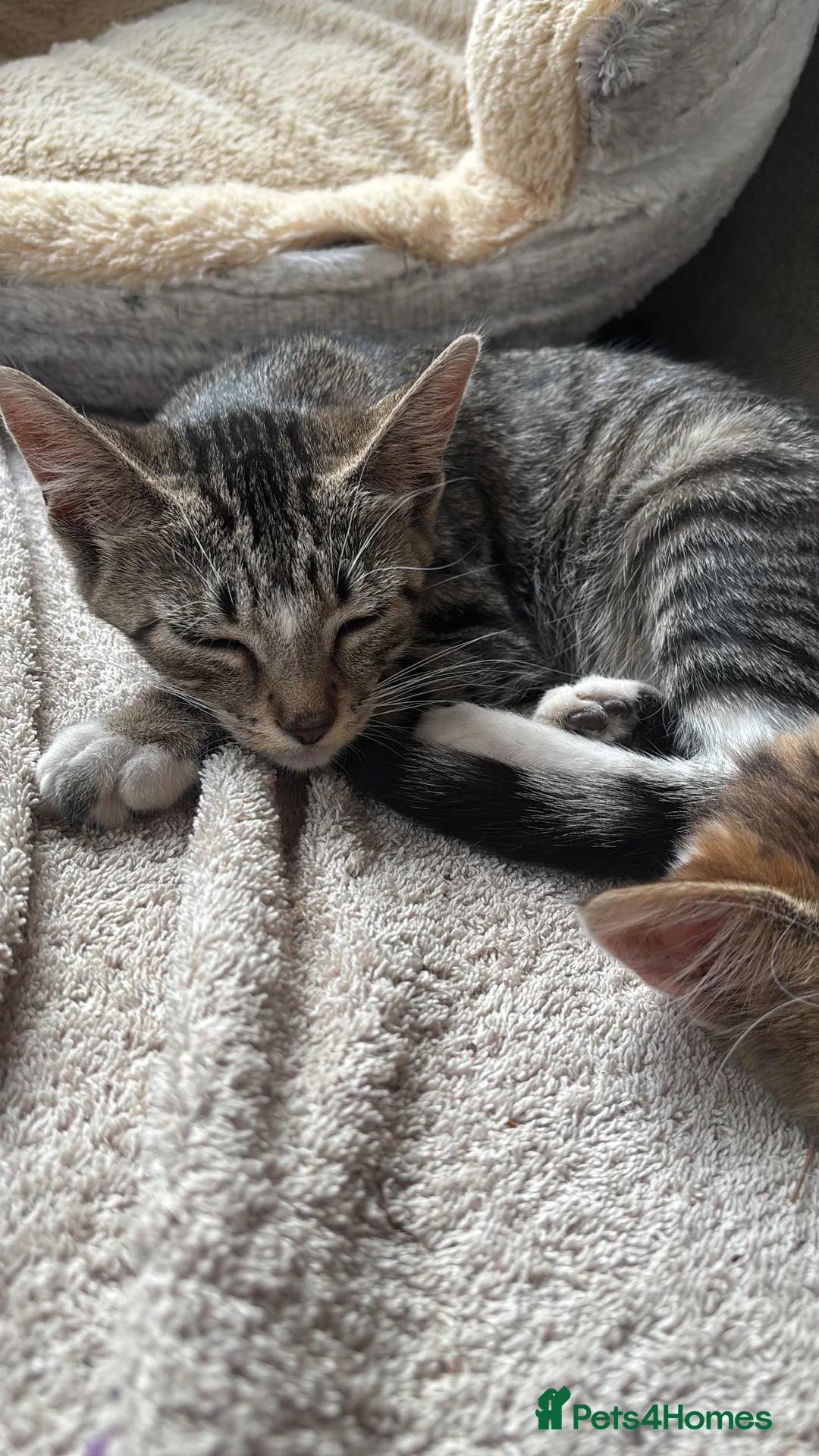 British Shorthair cats for sale: Kittens  in Addlestone - Advert 2