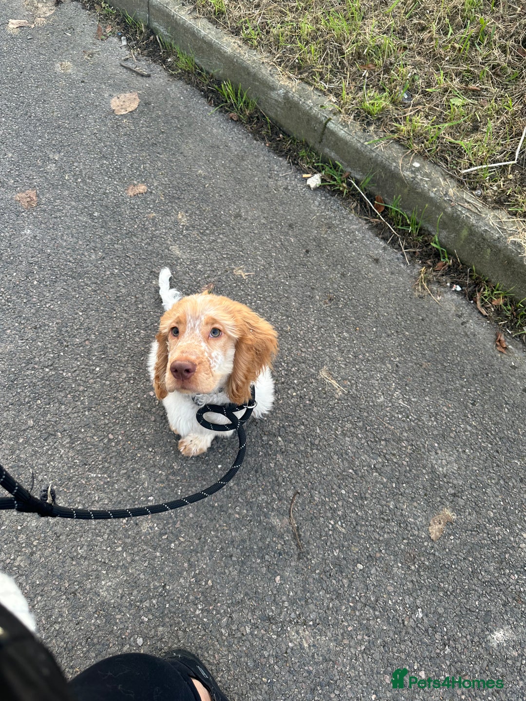 Cocker Spaniel dogs for sale: Beautiful cocker spaniel boy  6 months old  - Advert 9