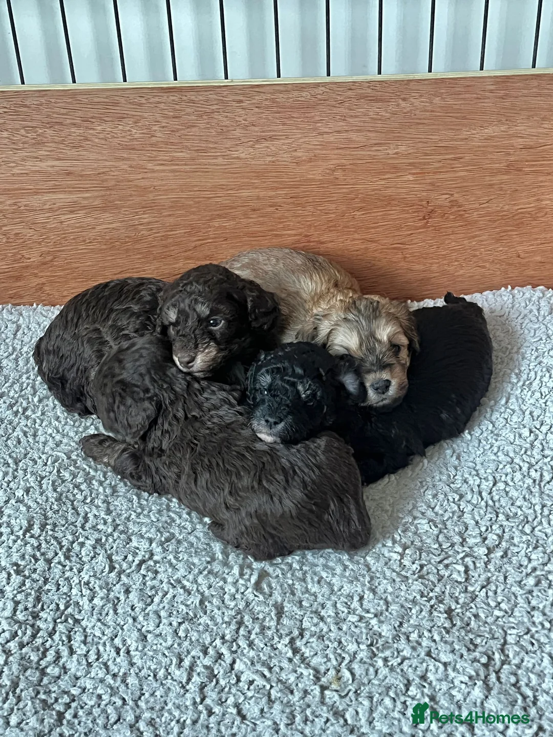 Maltipoo dogs for sale: Adorable Maltipoo girls ready to leave 22nd of Feb - Advert 10