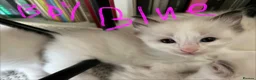 Ragdoll cats for sale: GCCF mom’s pure ragdoll kittens sale in London  - Advert 32