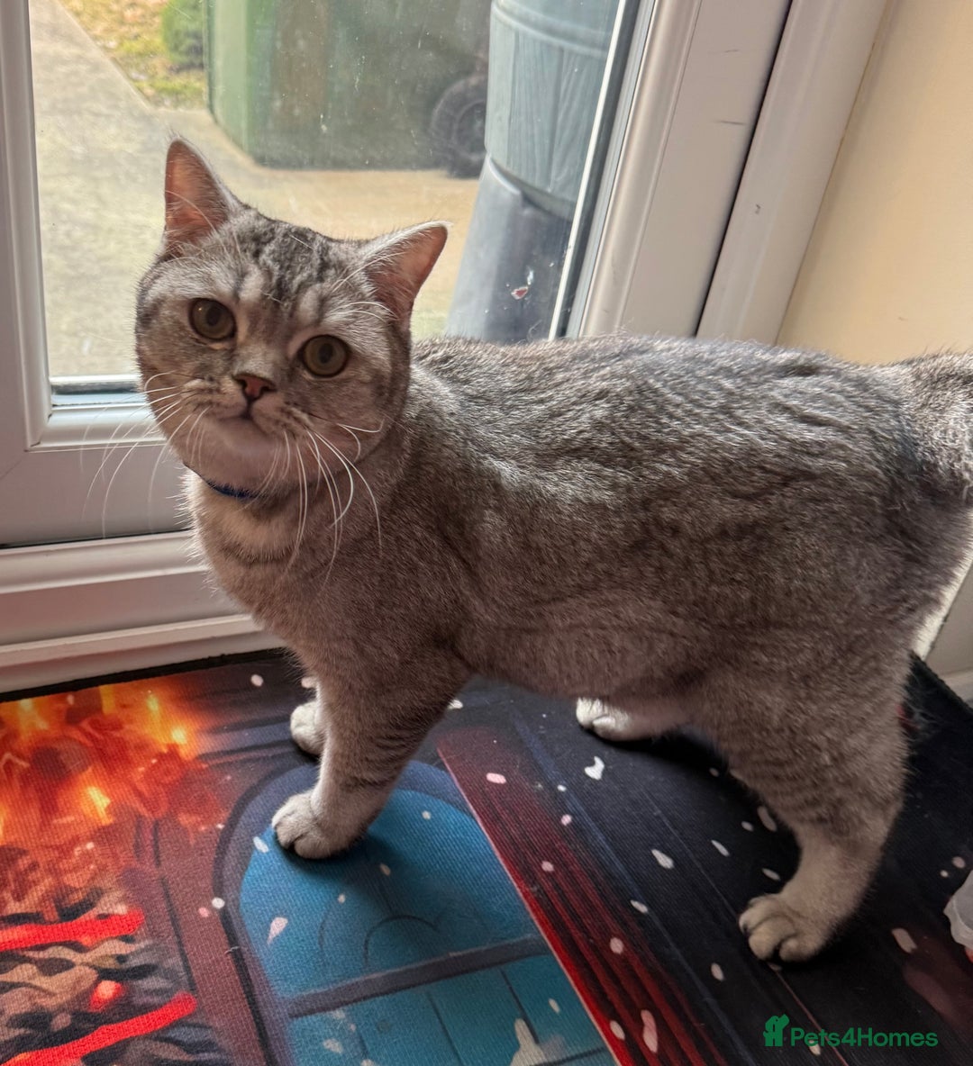 British Shorthair cats for sale: British short hair  - Advert 3