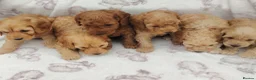 Cockapoo dogs for sale: Miniature cockapoo puppies  - Advert 5