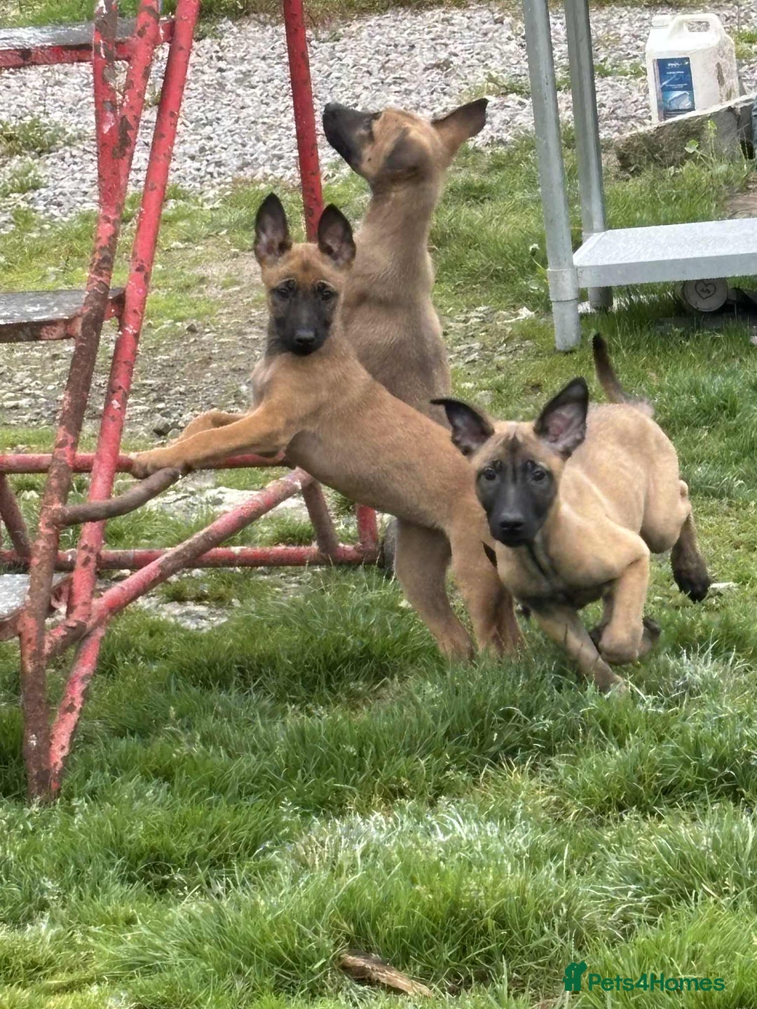 Belgian Shepherd Dog dogs for sale: Belgian shepherd pups REDUCED,! - Image 10