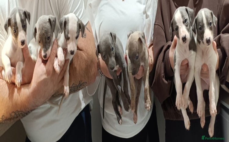 Whippet dogs - Advert 1