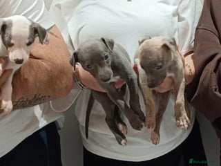 Whippet dogs - Advert 5