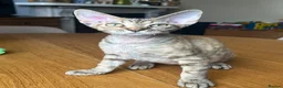 Devon Rex cats for sale: Our beautiful Devon Rex kittens are ready to move  - Advert 26