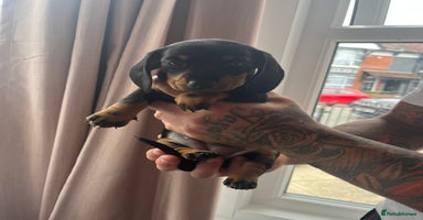 Miniature Dachshund dogs - Advert 6