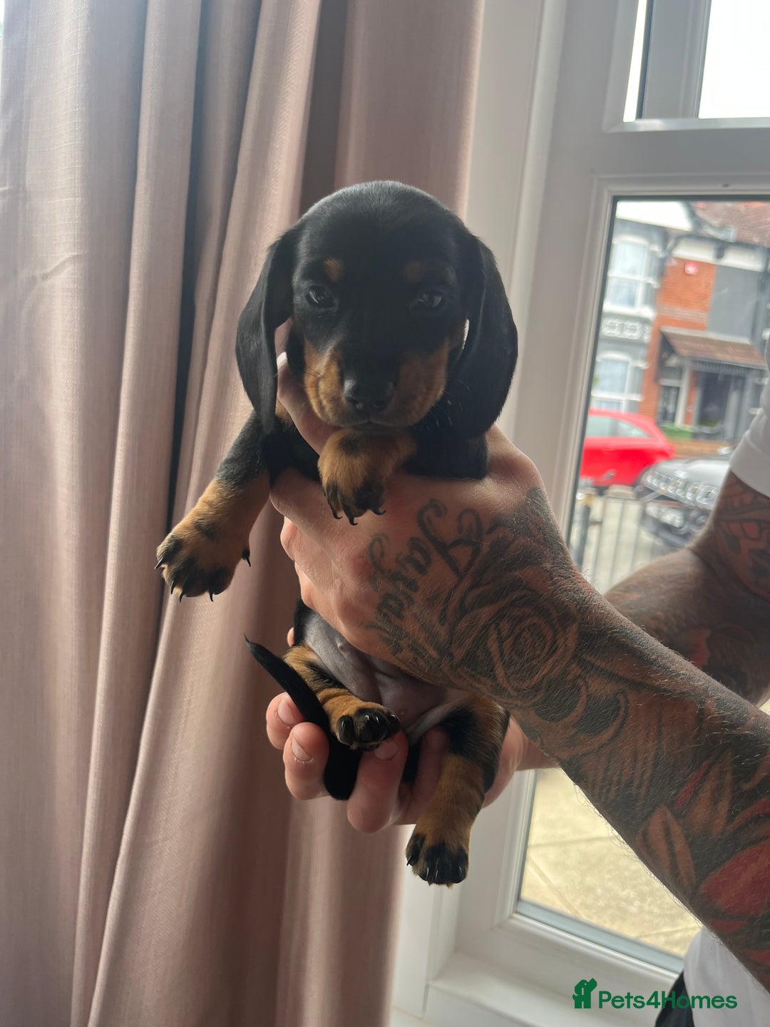 Miniature Dachshund dogs for sale: Beautiful miniature dachshunds L/H+S/H - Image 8