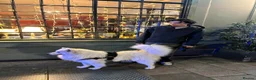 Samoyed dogs for sale: URGENT Male Samoyed 11 months old - Advert 4