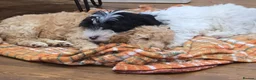 Cockapoo dogs for sale: Cockapoo puppies  in Dartford - Advert 11