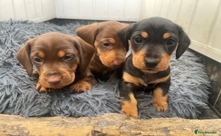 Dachshund dogs - Advert 13