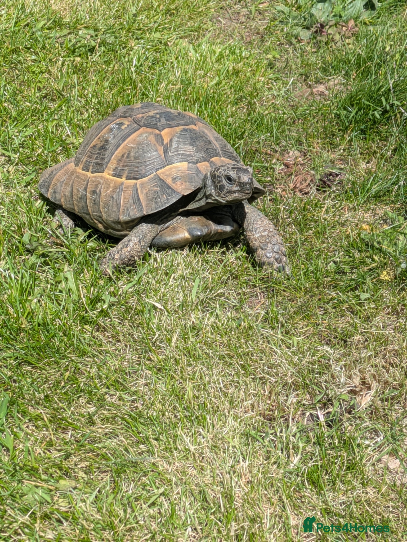 Hermann Tortoise reptiles Herman Tortoise Male 14years old - Advert 1