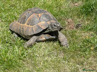 Hermann Tortoise reptiles Herman Tortoise Male 14years old - Advert 1