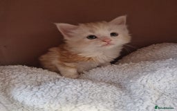 Maine Coon cats for sale: Half Maine Coon kittens - Image 7