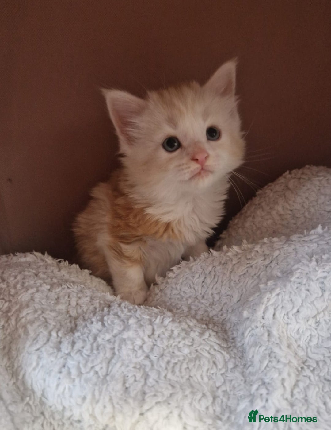 Maine Coon cats for sale: Half Maine Coon kittens - Image 7