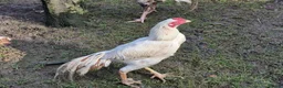 Mixed Breed birds for sale: Aseel male  in Stourbridge - Advert 2