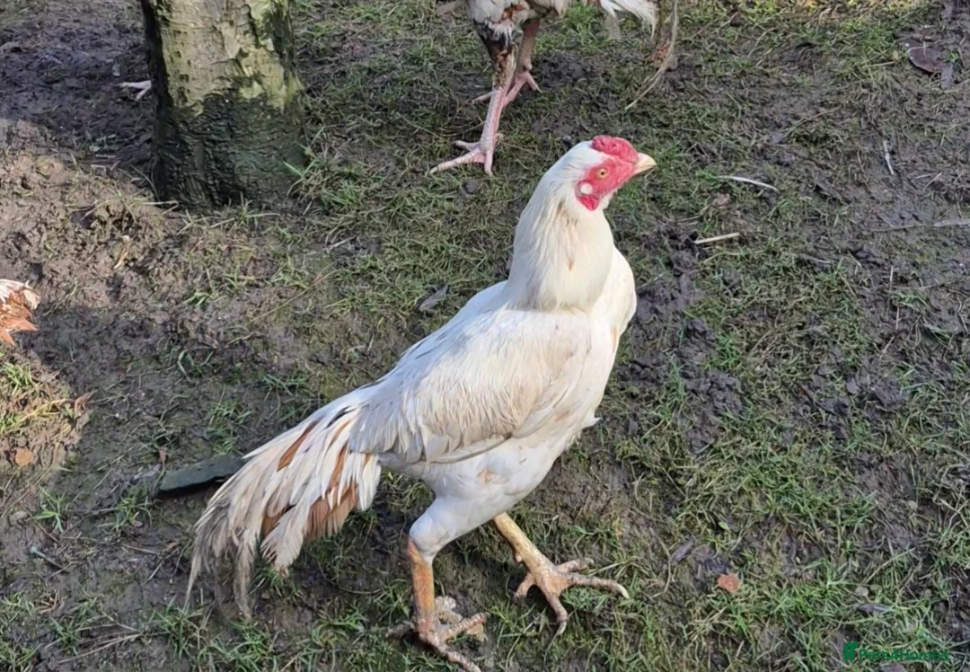 Mixed Breed birds for sale: Aseel male  in Stourbridge - Advert 2