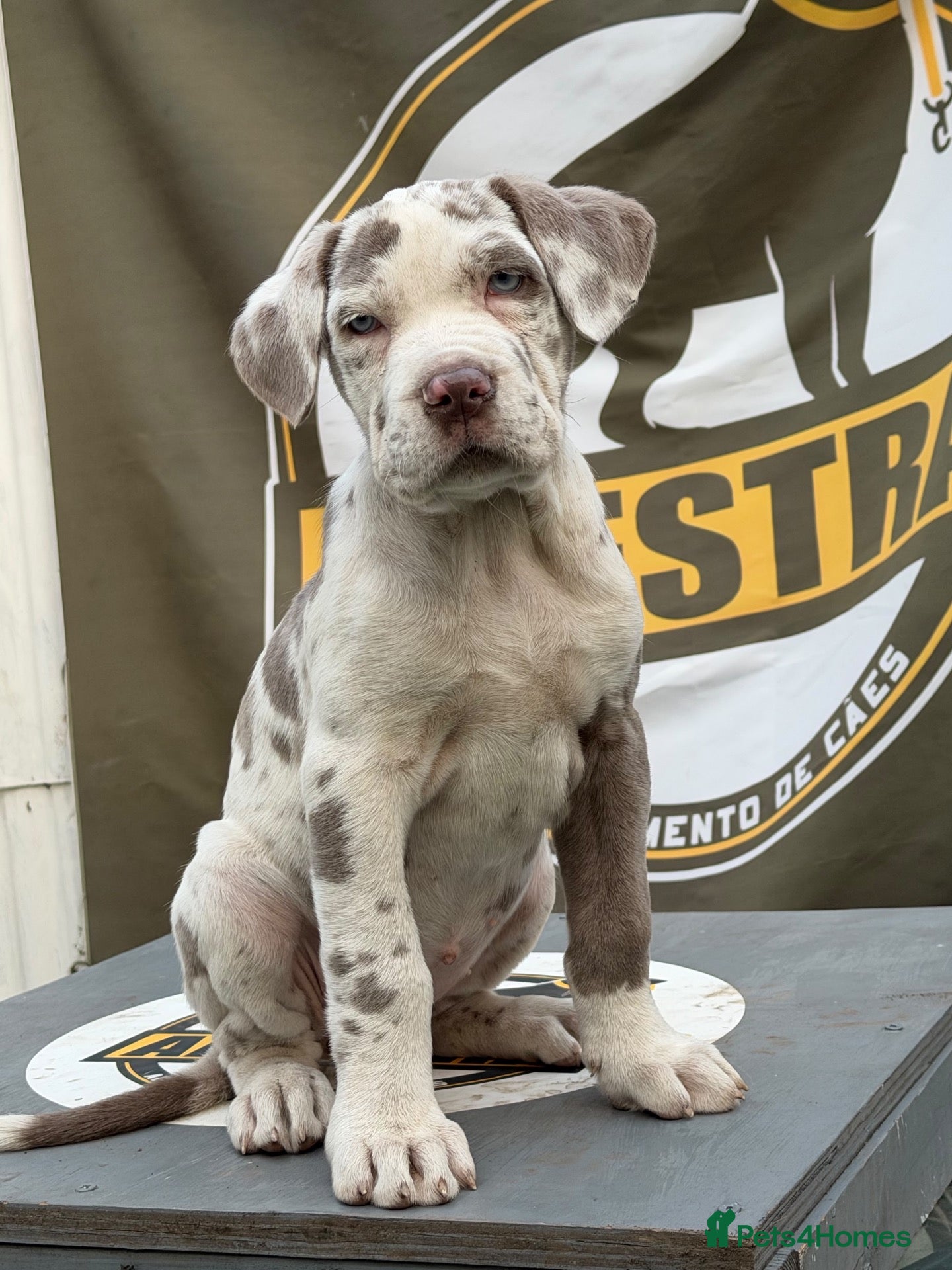 Mixed Breed dogs for sale: Lovely Merle puppy’s looking for his forever Home - Advert 1