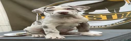 Mixed Breed dogs for sale: Lovely Merle puppy’s looking for his forever Home in Enfield - Advert 13