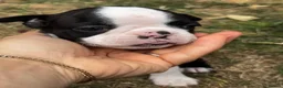 Boston Terrier dogs for sale: Stunning litter of Boston terrier puppies  - Advert 6
