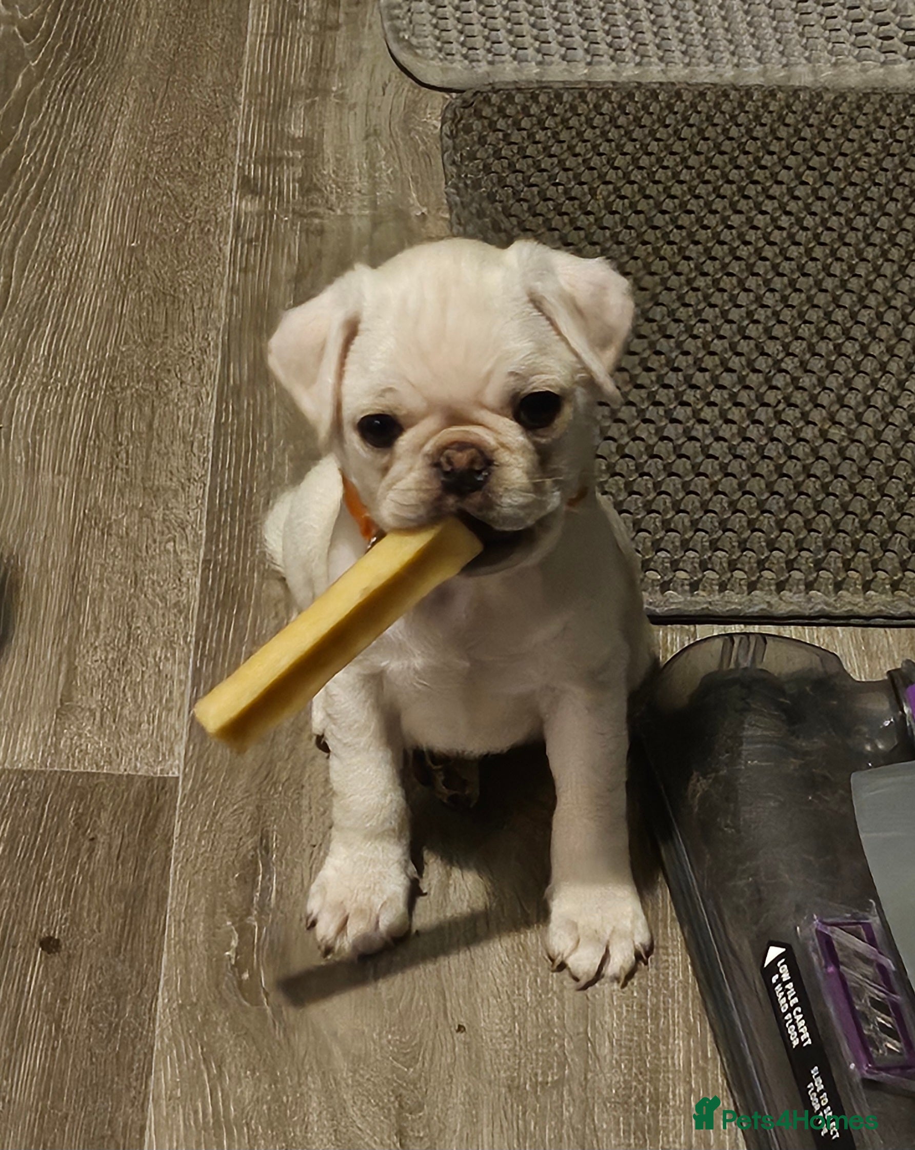 Pug dogs Cream Maskless Boy Price negotiable for right home - Advert 6