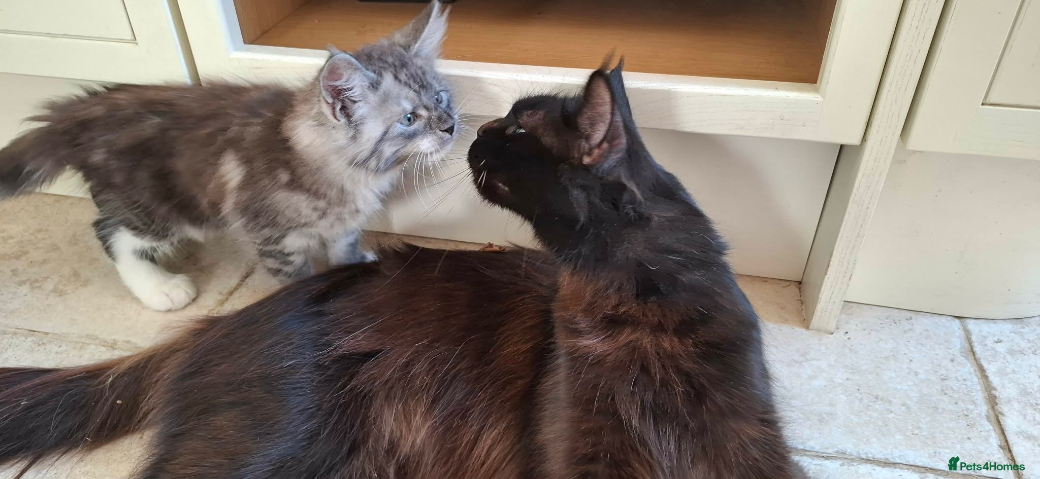 Maine Coon cats Beautiful Maine coon Kittens - Advert 5