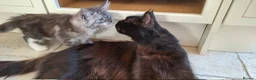 Maine Coon cats for sale: Beautiful Maine coon Kittens in Saint Austell - Advert 1