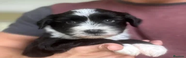 Tibetan Terrier 2