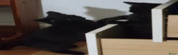 Domestic Shorthair cats for sale: Ready to Fly the Nest  - Advert 29