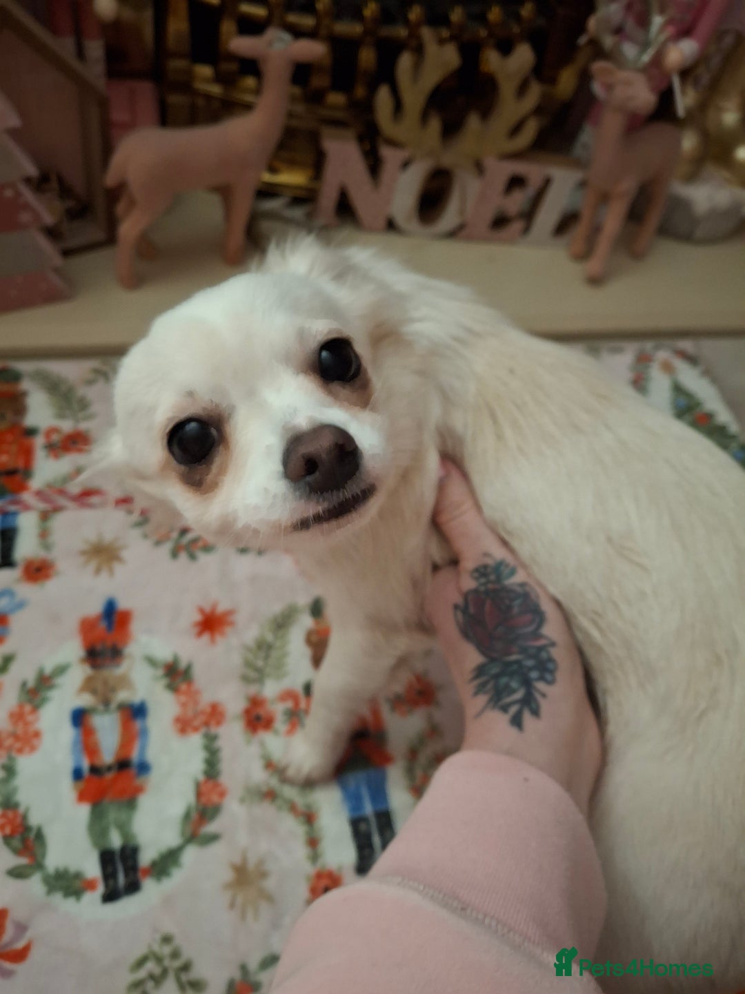 Chihuahua dogs for sale: White long furred male chihuahua - Advert 4