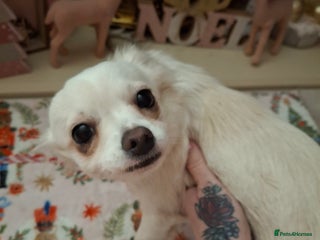 Chihuahua dogs White long furred male chihuahua - Advert 3