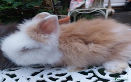 Lionhead rabbits for sale: PUREBRED DOUBLE/TEDDY LION HEAD BABIES  - Image 14