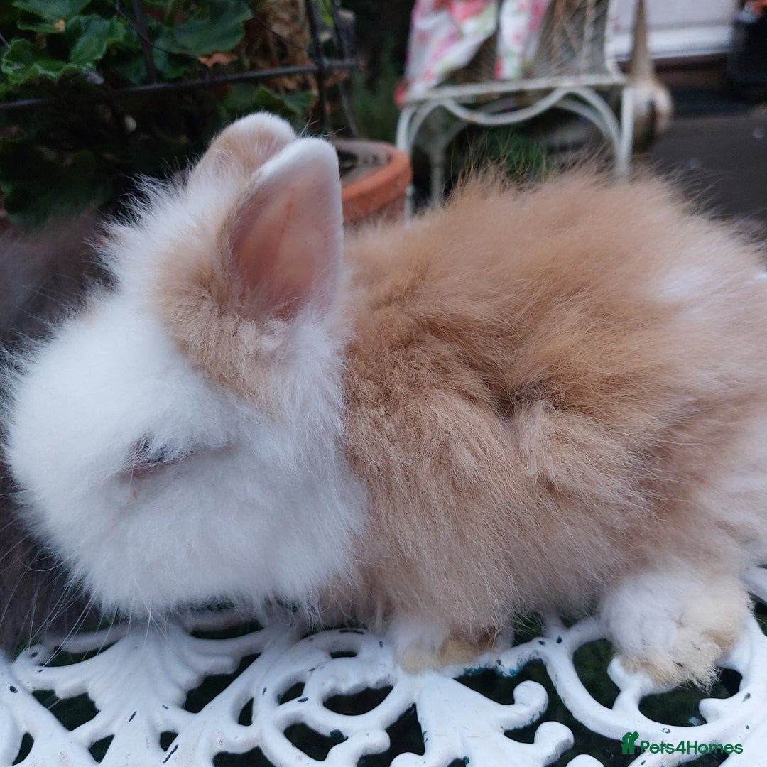 Lionhead rabbits for sale: PUREBRED DOUBLE/TEDDY LION HEAD BABIES  - Image 14