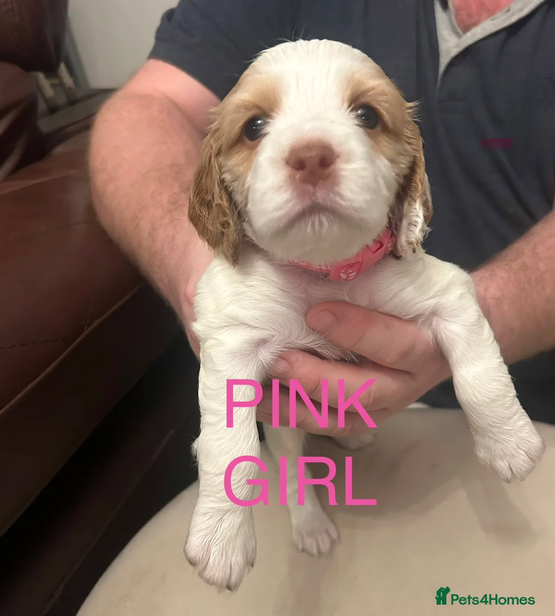 Sprocker dogs for sale: Sprocker Spaniel Puppies - Advert 3