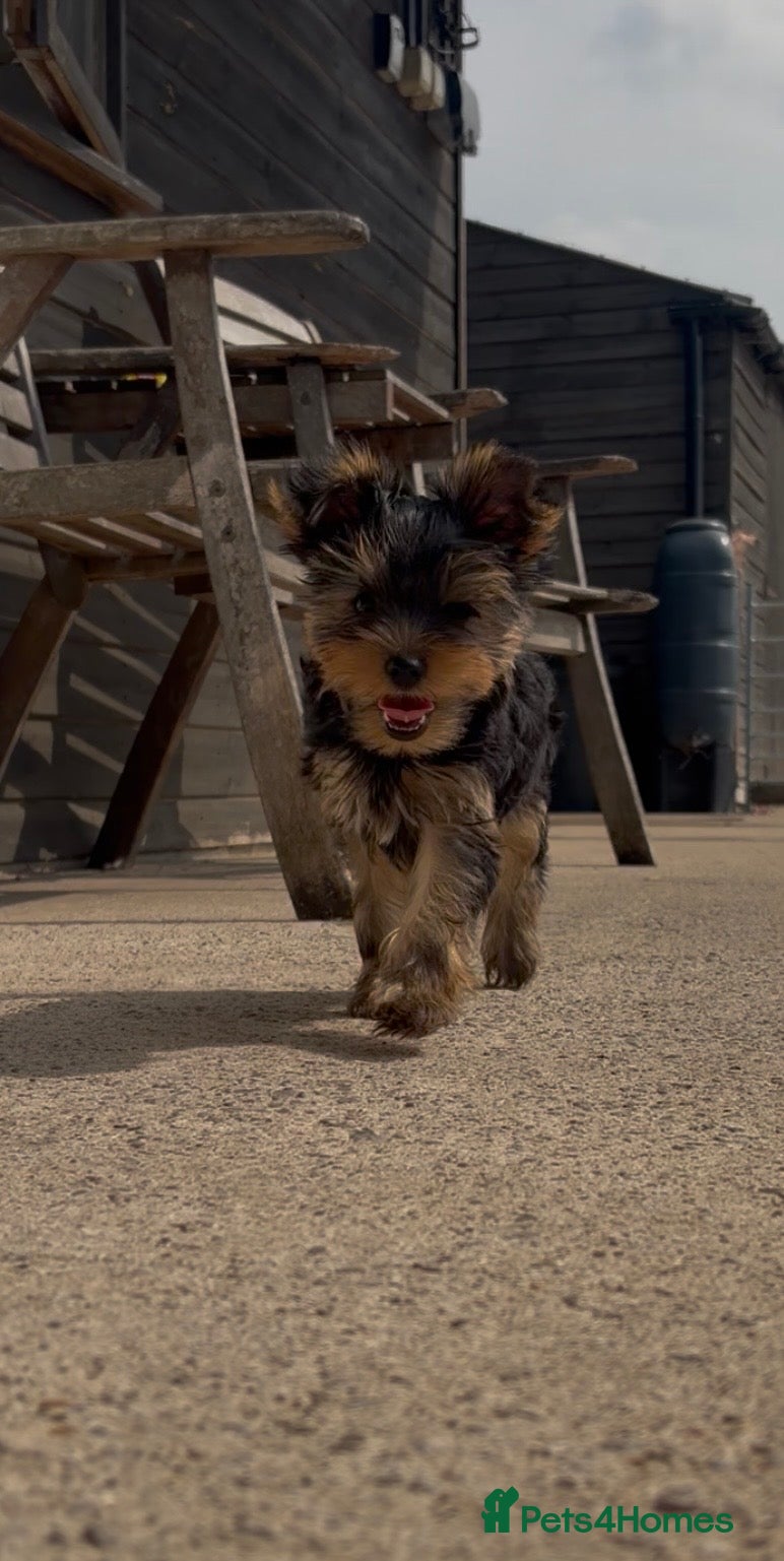 Yorkshire Terrier dogs Top Quaility Yorkshire Terrier Puppies KC Reg - Advert 2