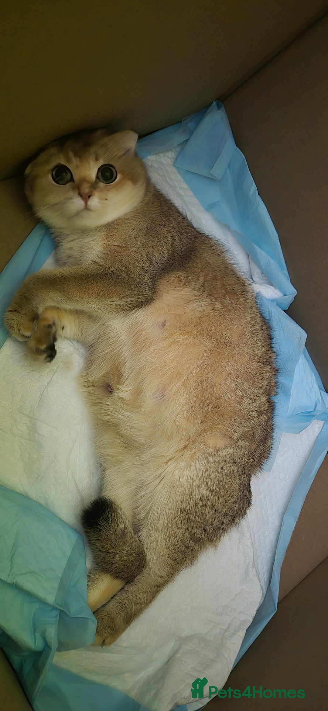 British Shorthair cats for sale: Beautiful Kittens for sale - Image 10
