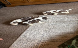 Cocker Spaniel dogs for sale: 🩷Stunning chocolate sable roan show type cocker🩷 - Advert 21