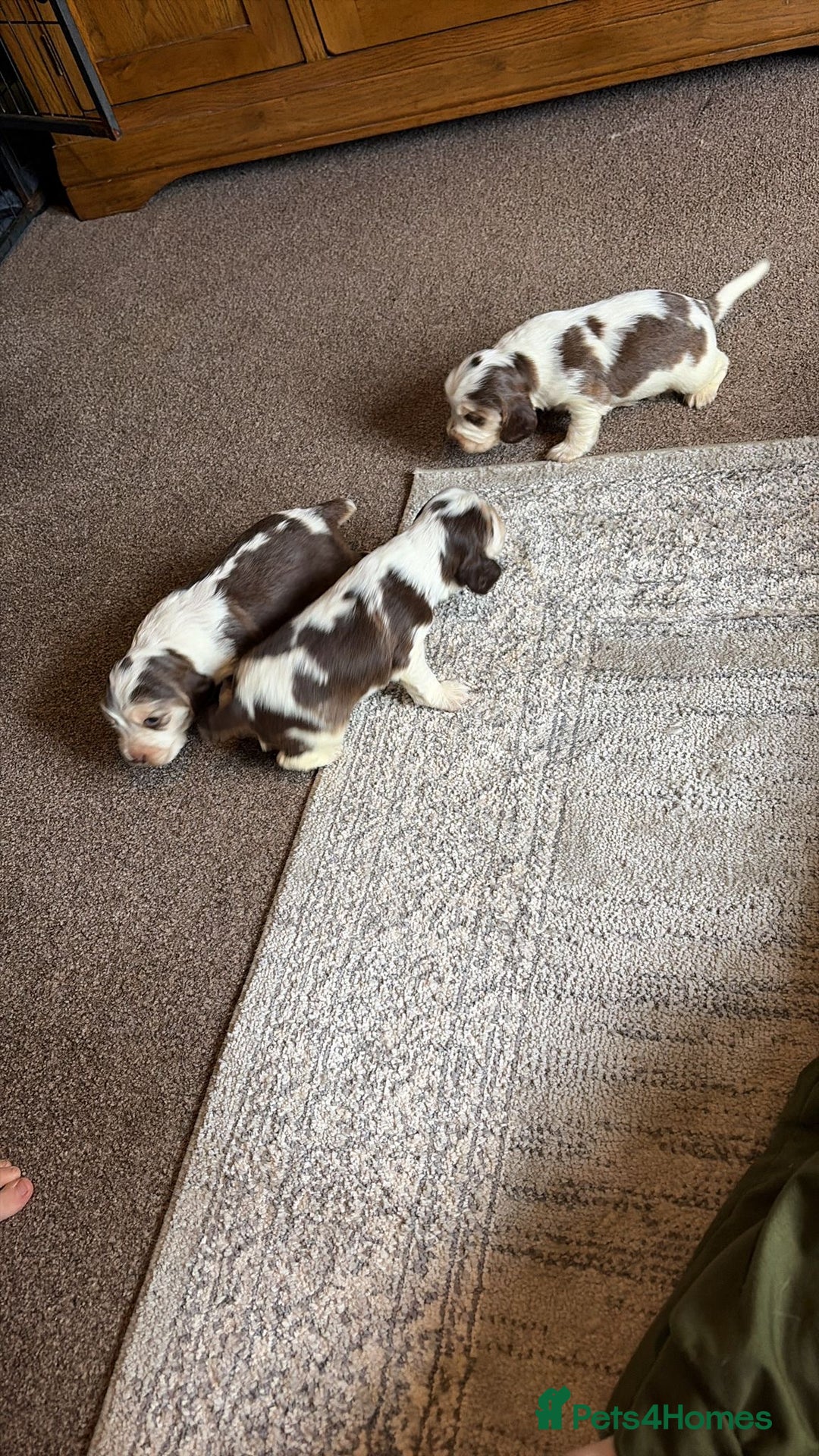 Cocker Spaniel dogs for sale: 🩷Stunning chocolate sable roan show type cocker🩷 - Advert 21