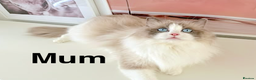 Ragdoll cats for sale: INDOOR FULL PEDIGREE RAGDOLL KITTENS - Advert 38