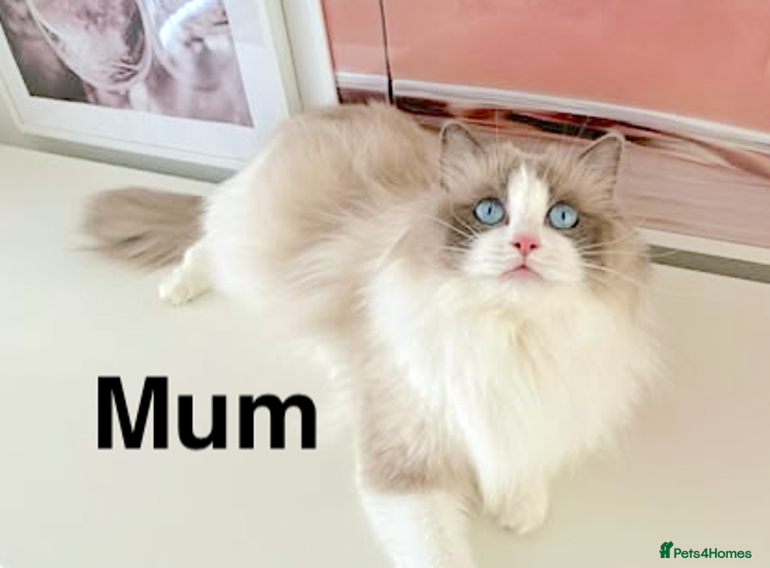 Ragdoll cats for sale: INDOOR FULL PEDIGREE RAGDOLL KITTENS - Advert 38
