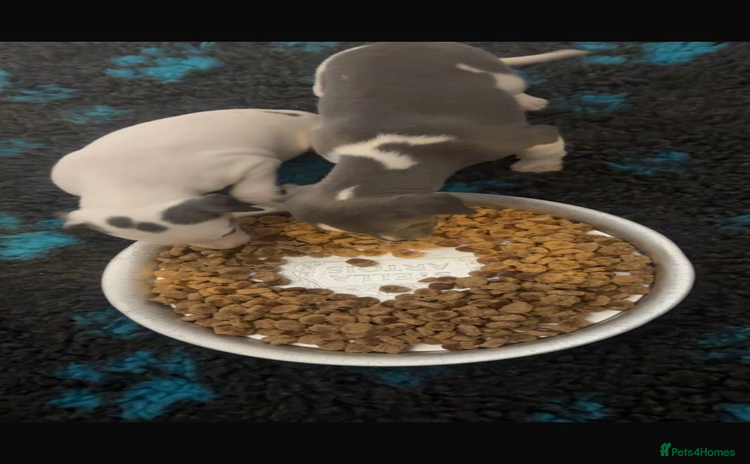 Whippet dogs - Advert 2