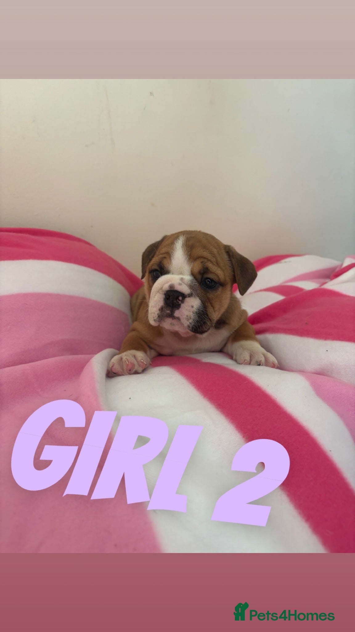 English Bulldog dogs 3 beautiful girls available healthy Traditional  - Advert 6