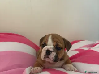 English Bulldog dogs 3 beautiful girls available healthy Traditional - Advert 6