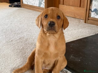 Labrador Retriever dogs - Advert 6