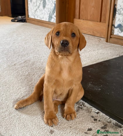 Labrador Retriever dogs - Advert 1